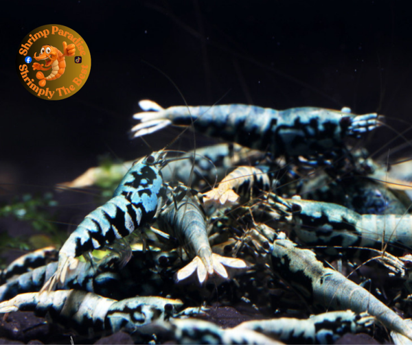 BLACK BOA Shrimp