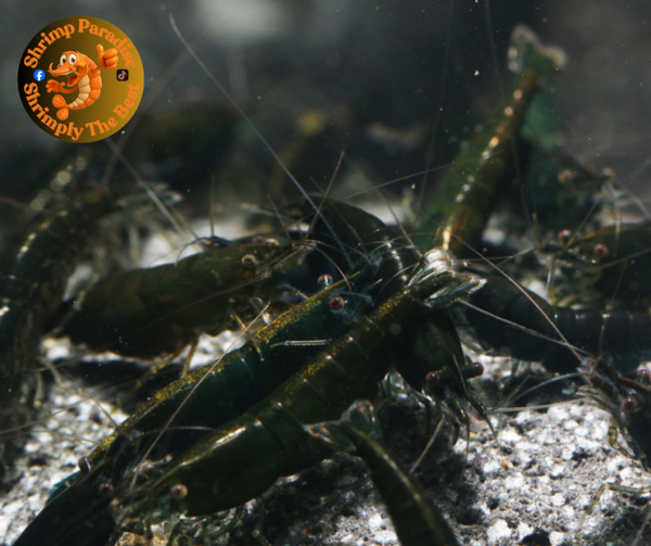 Dark Jade Green HIGH GRADE