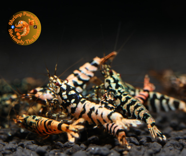 ORANGE GALAXY TIGER Shrimp