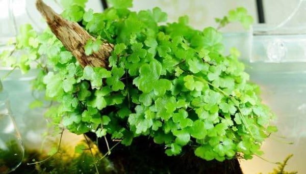 Hydrocotyle Tripartita Live Aquarium Plants Carpeting Tropical Fish Tank Shrimp Safe Snail Free (10cm x 10cm Coverage Plant Amount)