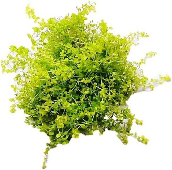 Hemianthus Glomeratus 'Pearl Grass' 10cm x 10cm cluster