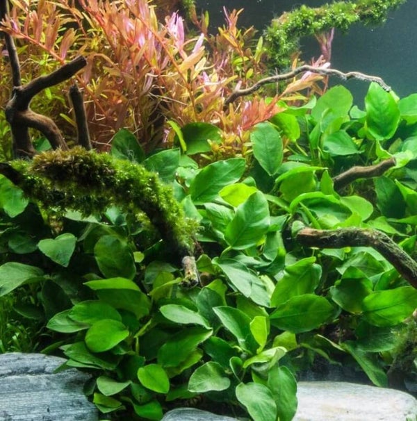 Anubias Barteri VAR. 'Nana'