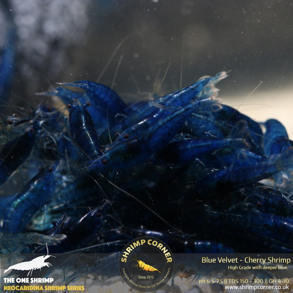 BLUE VELVET Shrimp | Dark Blue - High Grade