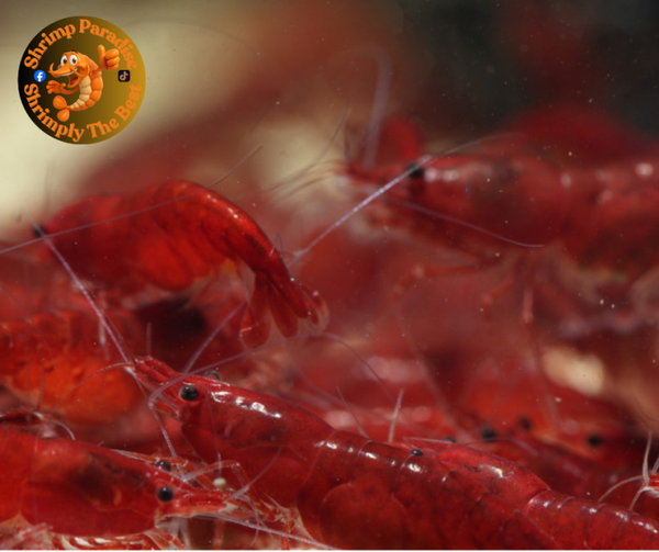 Bloody Mary – HIGH GRADE