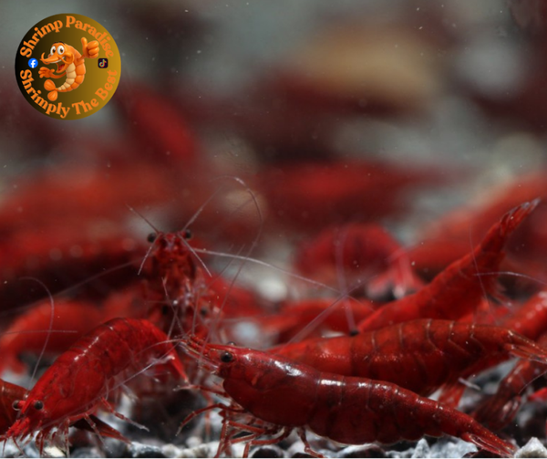 THE ONE BLOODY MARY Shrimp | DARK Maroon Red Colour