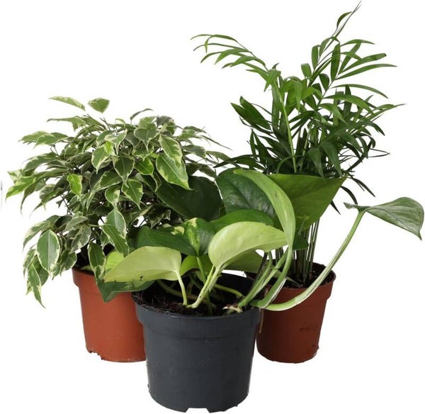 PR Live plant. Leopard Gecko Collection (5 plants)