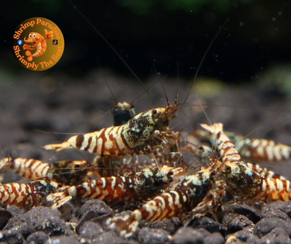 LAVA TIGER Shrimp