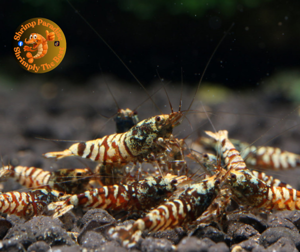 LAVA TIGER Shrimp | HIGH GRADE