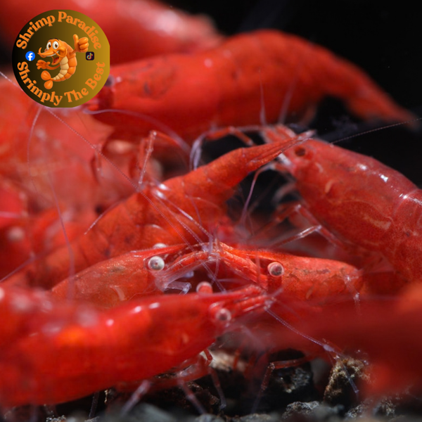 GHOST EYES The One Red | Cherry Shrimp