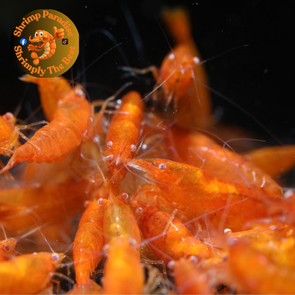 GHOST EYES The One Orange | Cherry Shrimp