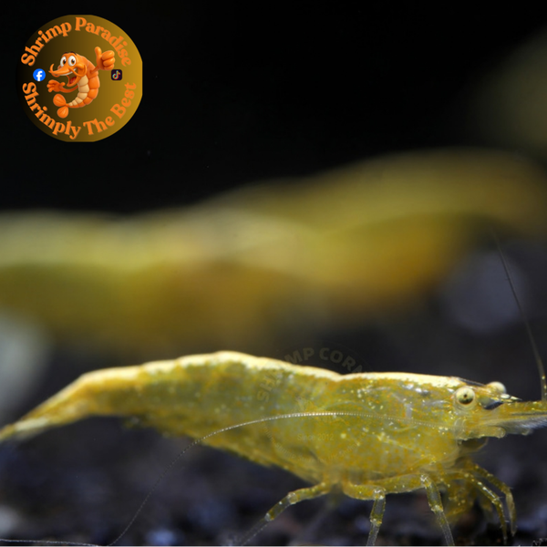 GHOST EYES The One Yellow | Cherry Shrimp