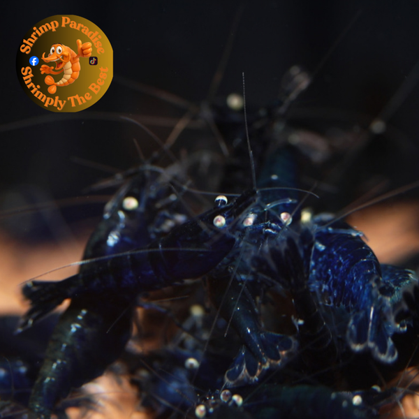 GHOST EYES The One Blue | Cherry Shrimp