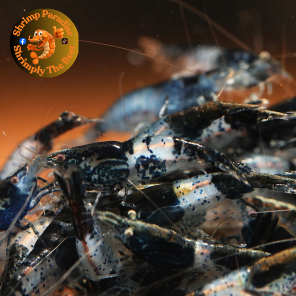 BLACK RILI | Neocaridina Shrimp