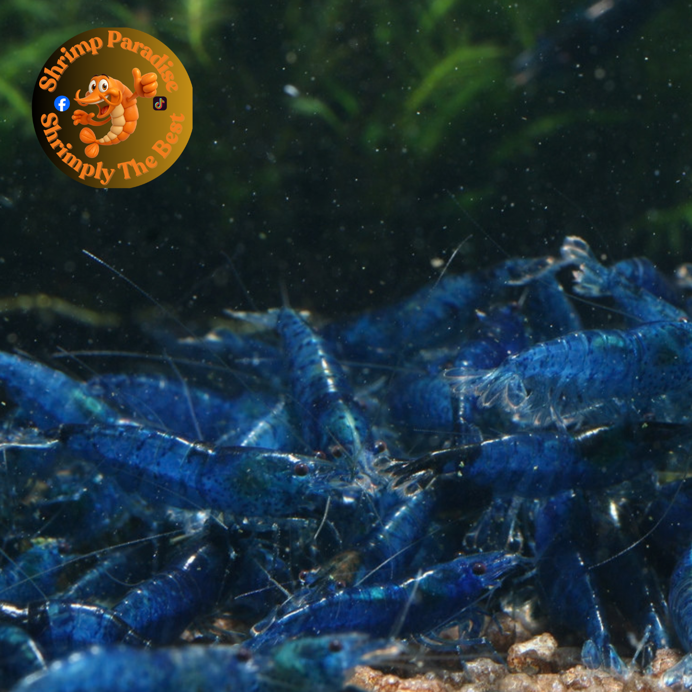 BLUE VELVET Shrimp | Dark Blue - High Grade