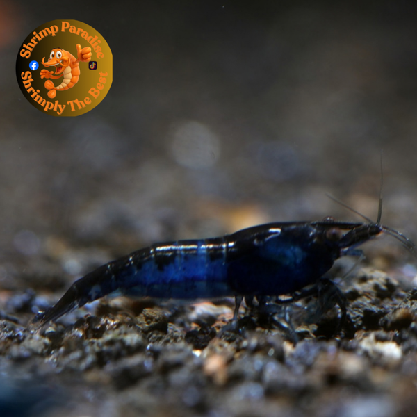 BLUE ZEBRA RILI | Cherry Shrimp