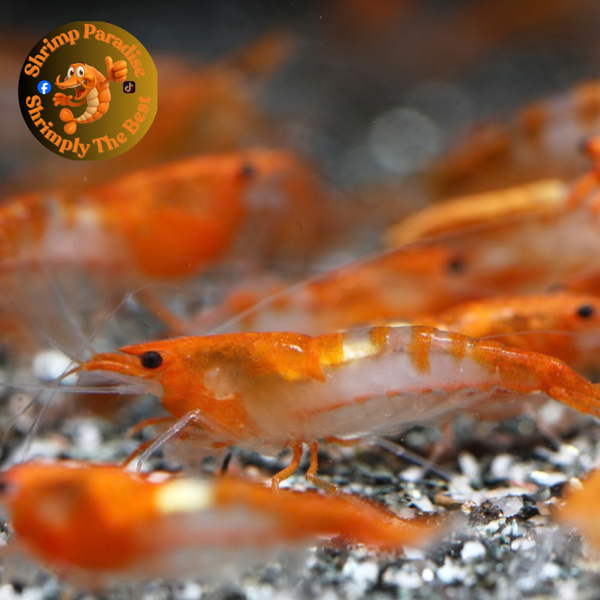 ORANGE ZEBRA RILI | Cherry Shrimp