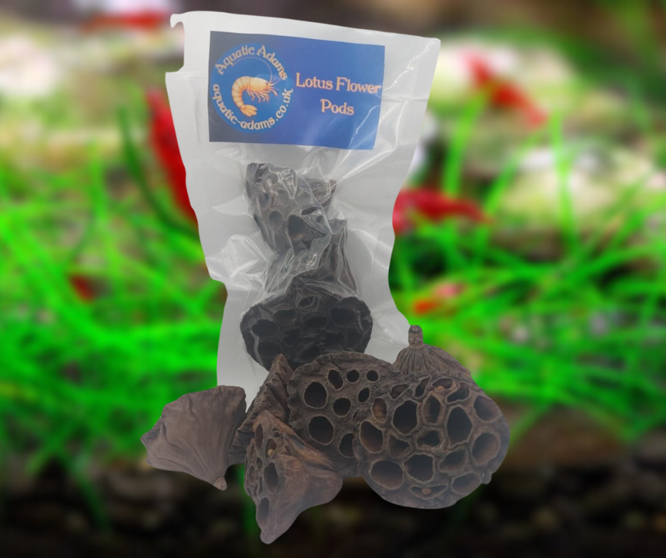 Lotus Flower Pods x2