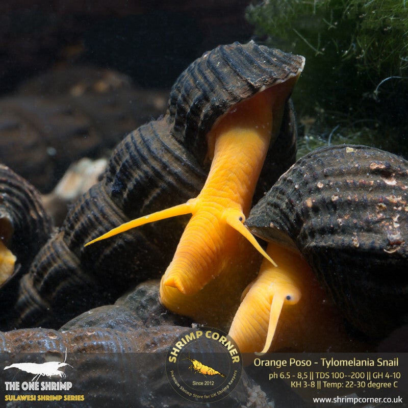 Orange Poso Elephant Snail
