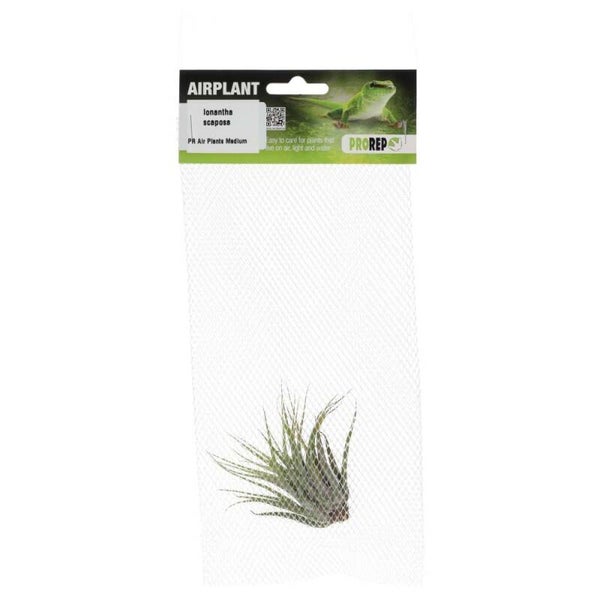 PR Airplant Medium Ionantha scaposa