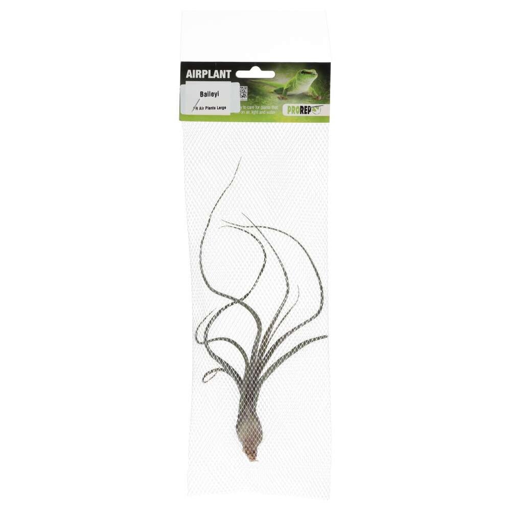 PR Airplant Large Baileyi