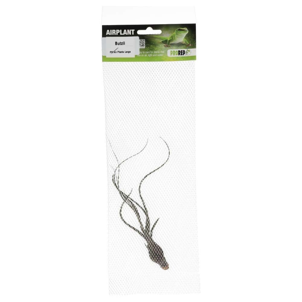 PR Air plant Spanish Moss