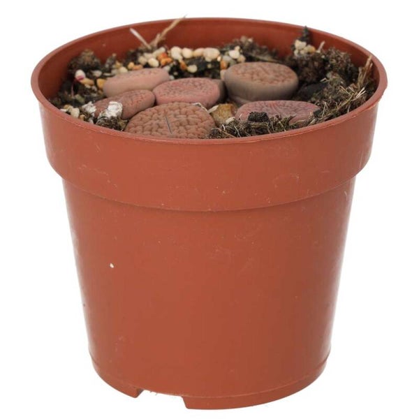 PR Live plant. Living Stone (Medium)