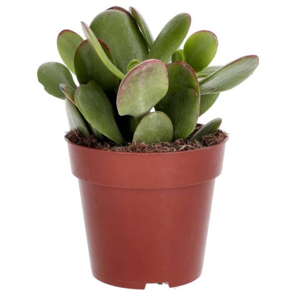 PR Live plant. Jade Plant mix (Medium)