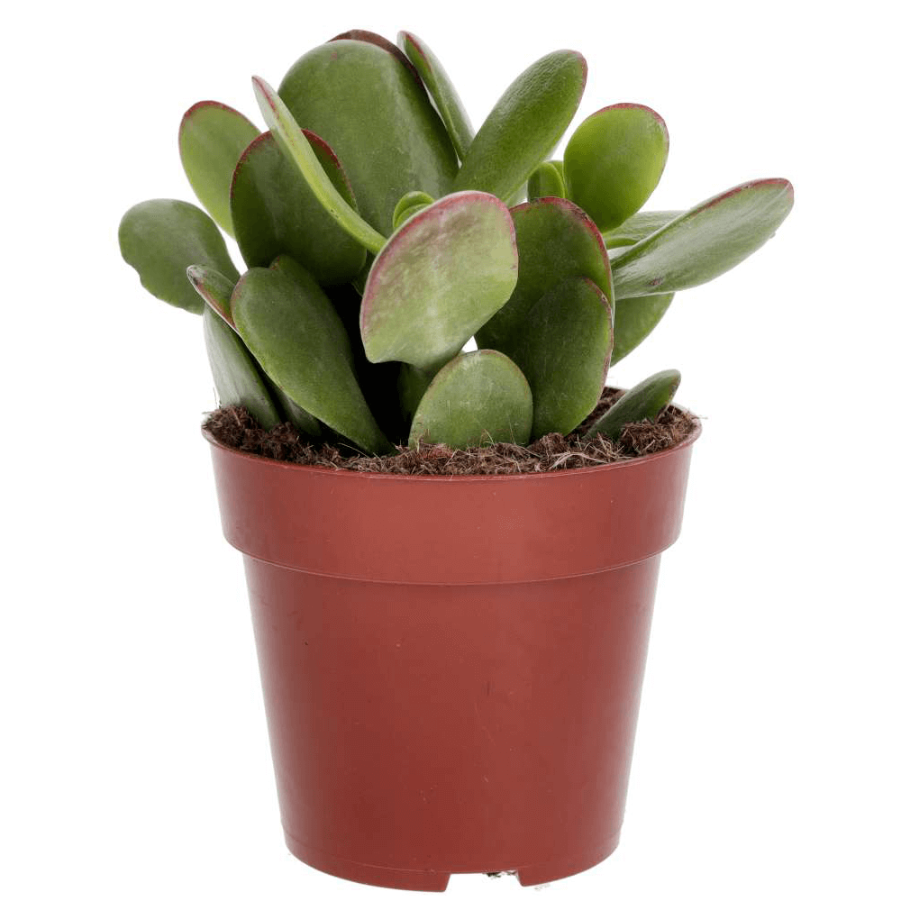 PR Live plant. Jade Plant mix (Small)