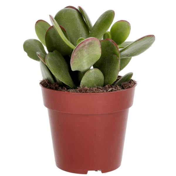PR Live plant. Jade Plant mix (Small)