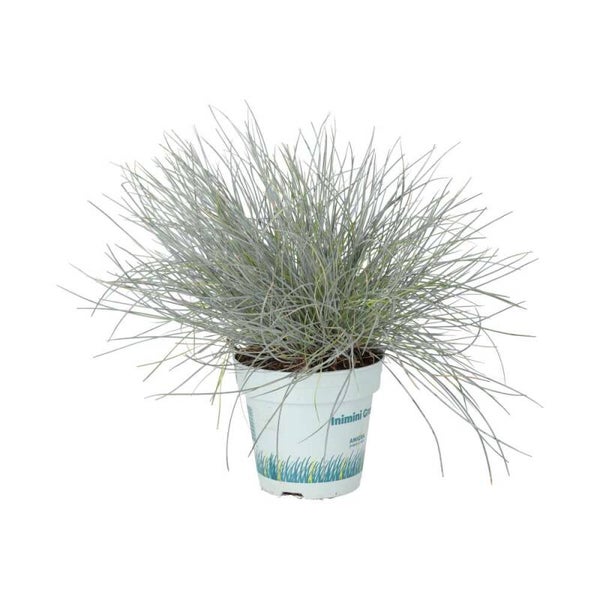 PR Live plant. Blue Dwarf Grass (Large)