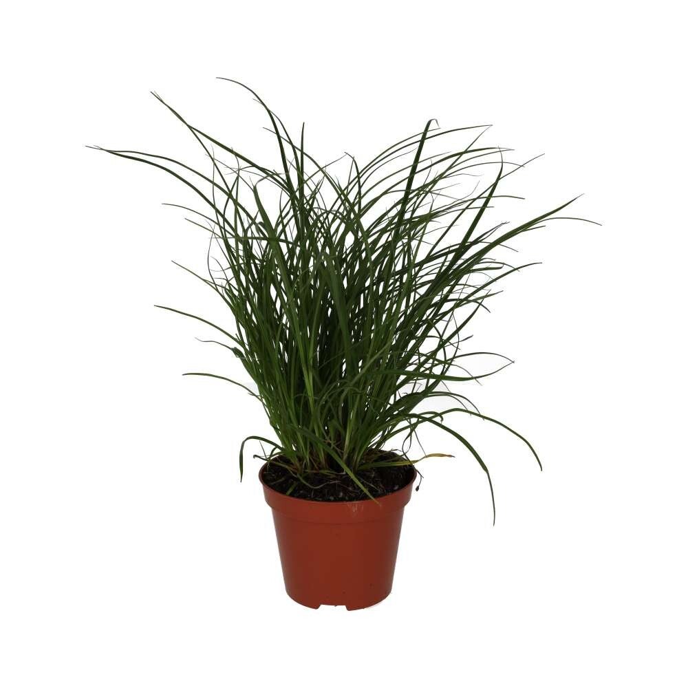 PR Live plant. Sedge Grass (Medium)