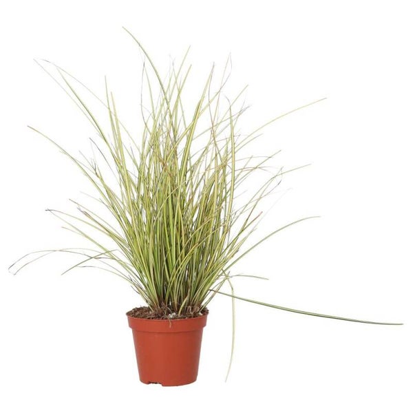 PR Live plant. Sedge Grass 'Jenneke' (Medium)