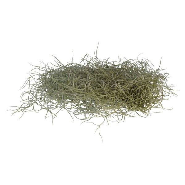 PR Air plant Spanish Moss