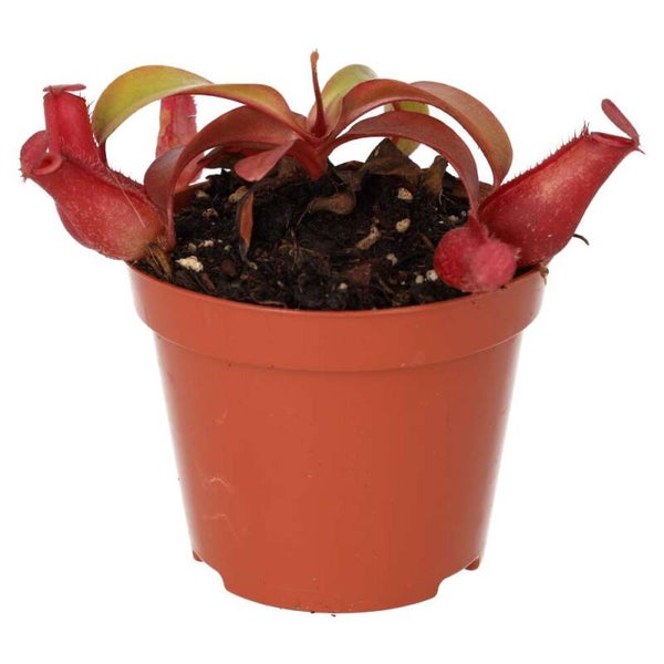 PR Live plant. Monkey Jar ‘Bloody Mary’ (Medium)