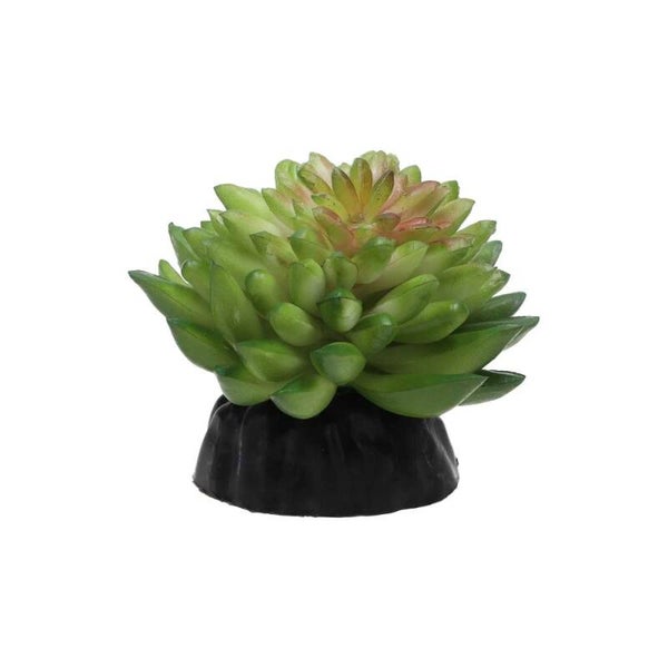 PR E Vanvlietii Plant 10cm PPP212