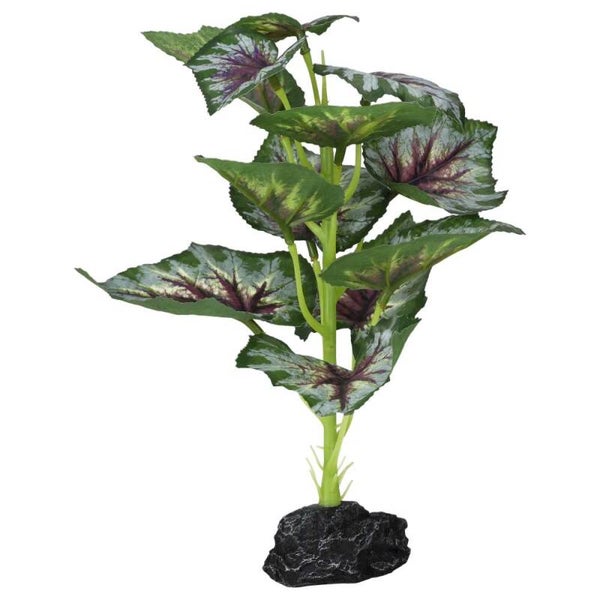 PR Terrestrial Begonia Silver Spirit 27cm