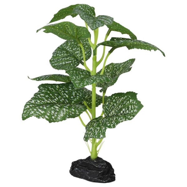 PR Terrestrial Begonia Polka Dot 27cm