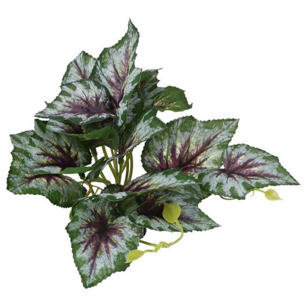 PR Terrestrial Begonia Silver Spirit 14cm