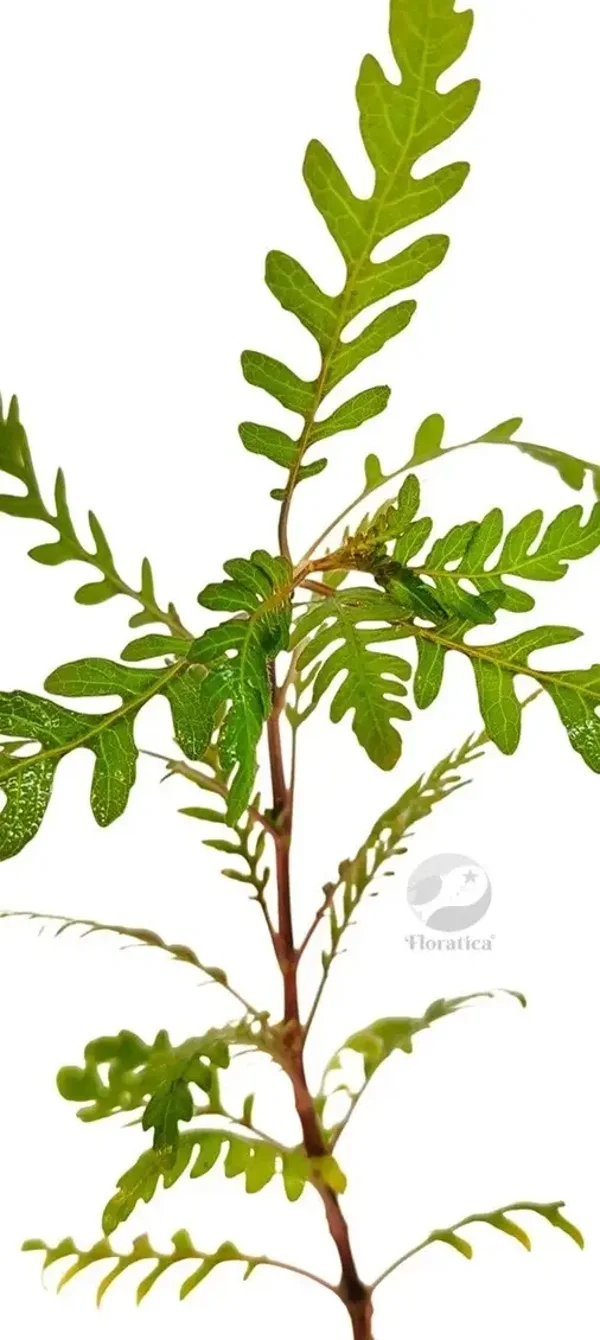 HYGROPHILA PINNATIFIDA 5xStems Tropical Fish Tank Snail Free