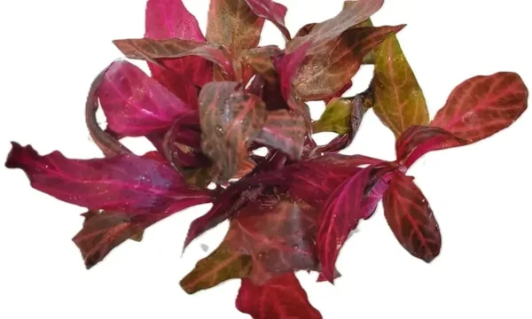 ALTERNANTHERA REINECKII 'Rosanervig' x5+