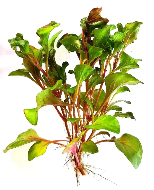 Alternanthera Bettzickiana x5 Live Aquarium Plants Tropical Fish Tank Snail Free