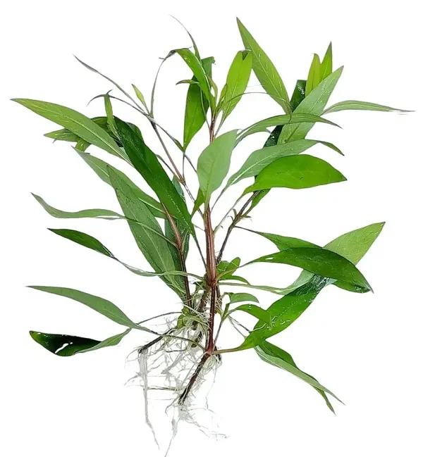 Hygrophila Siamensis 53B