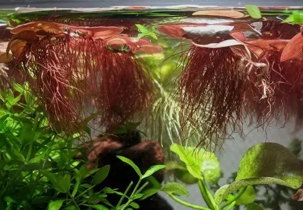 PHYLLANTHUS FLUITANS Red Root Floater' x3