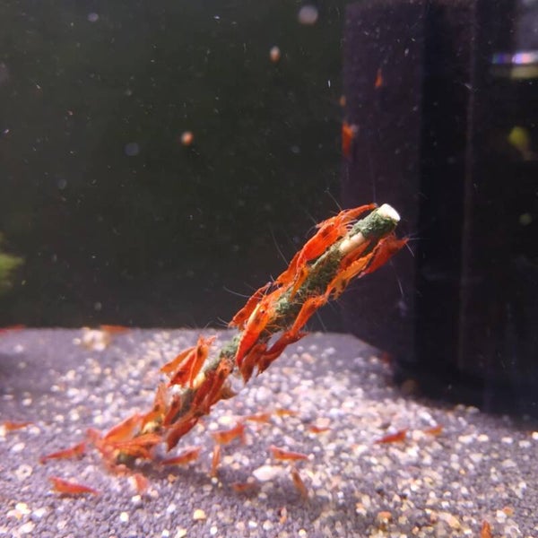 Shrimp Lollies Sticks Small Medium & large