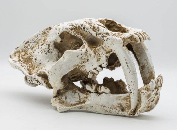 PR Smilodon Skull Lrg 26.5x14.5x15.5cm DPS055