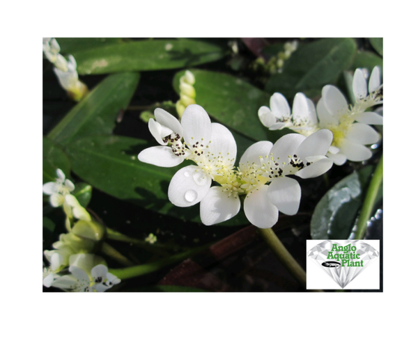 Aponogeton Distachyos Water Hawthorn