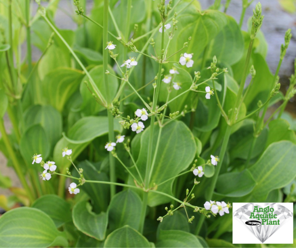 Alisma parviflorum