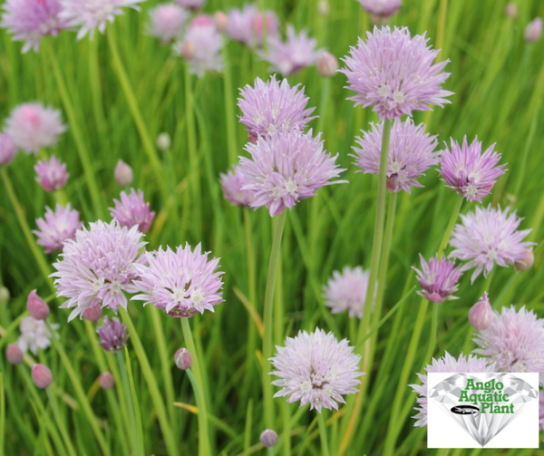 Allium schoenoprasum