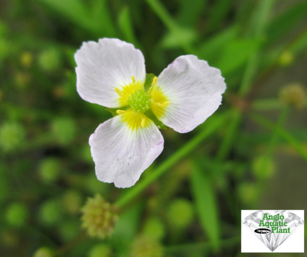 Baldellia ranunculoides