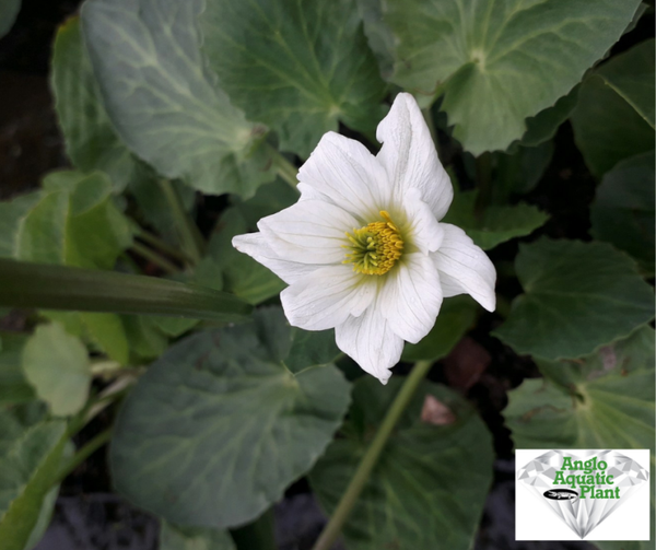 Caltha leptosepala 1 ltr